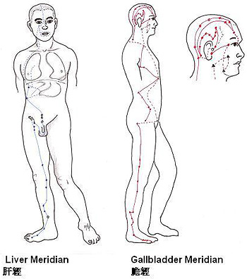 liver-gall bladder